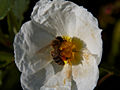 Cistus scilicifolius IMG_4540 Czystek